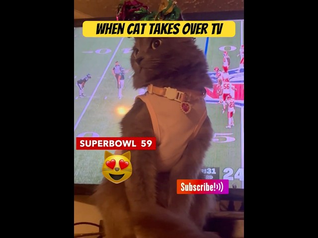 😹When Your Cat Takes Over TV During Superbowl #cats