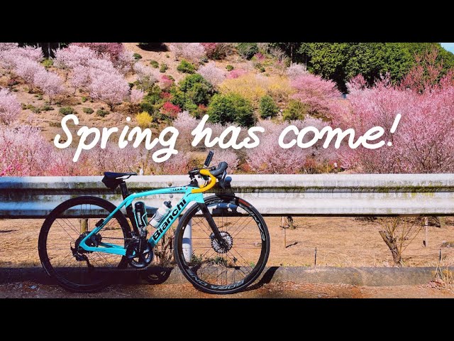 Spring has come!  Ride in Saitama country side to enjoy cherry blossoms and plums  [Road bike vlog]