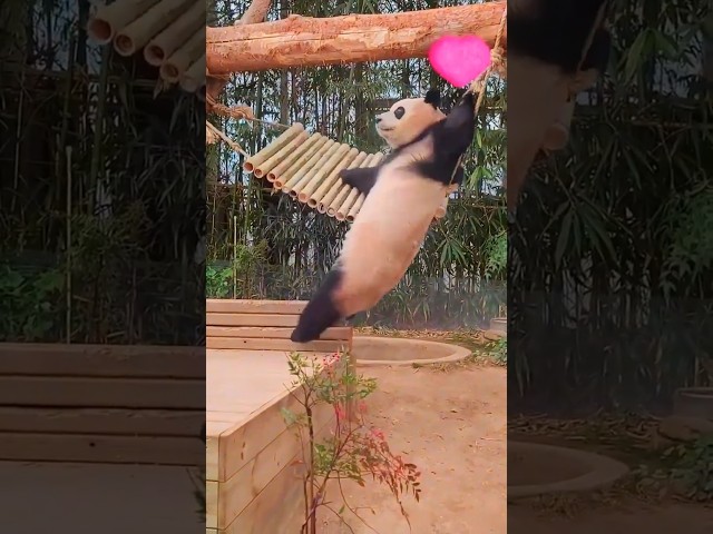 😂🐾 ¡Los videos de animales MÁS DIVERTIDOS que verás hoy! 🔥🤣