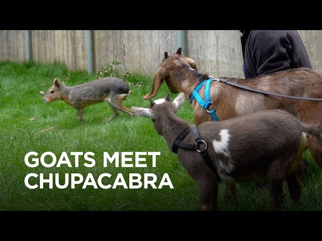 Tiny Goats Visit Chupacabra