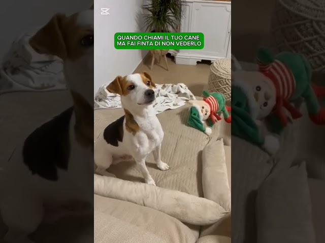 http://tiktok.com/@romeo.beaglejack             #shortdog #mydog #romeobeaglejack #funnydog