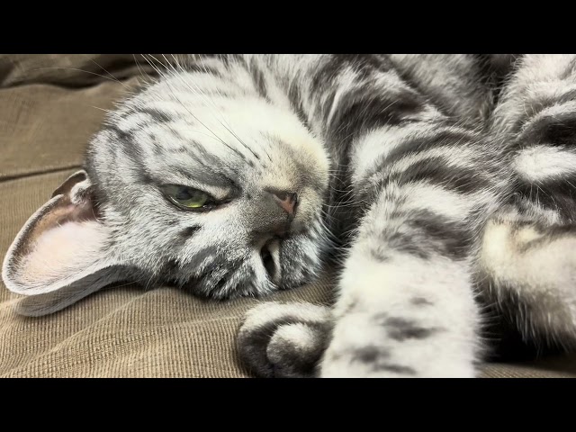 [Sleep ASMR] Cat purr sound while sleepily gurgling.