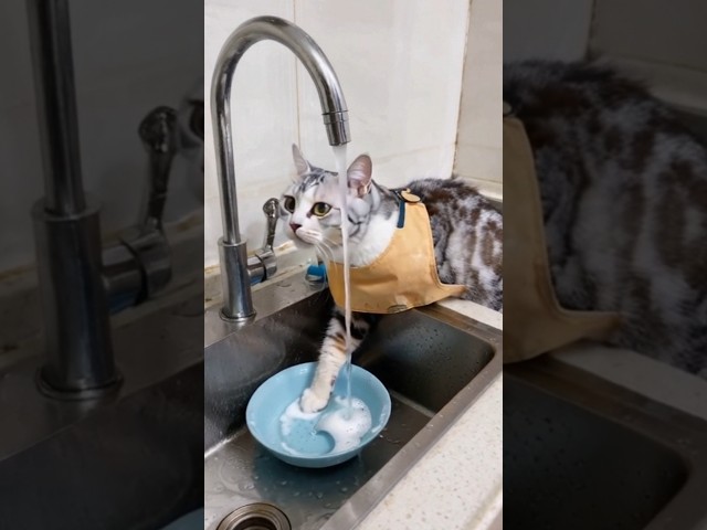 Cat washing dishes #shorts