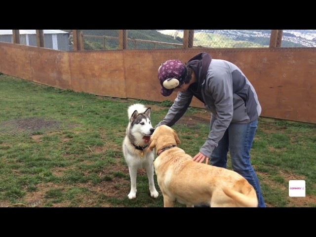 Animal Care Attendant - A day in the life