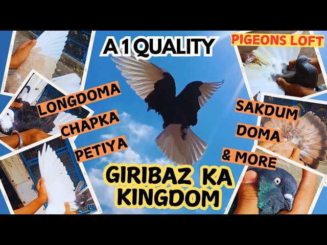 GIRIBAZ KA KINGDOM | LONGDOMA, SAKDUM & MORE | TOP QUALITY | গিরিবাজ কবুতর |  NEW PIGEON LOFT VISIT