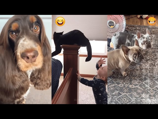 Funniest Animals & Cute Pets New Funny Cats & Dogs Videos # P.1 Full #cat #dog #funnyanimals