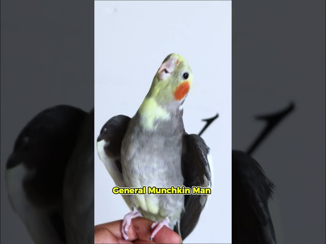 You better not mess with ‘em 😤 #birdslover #cockatielfunny #funnypets