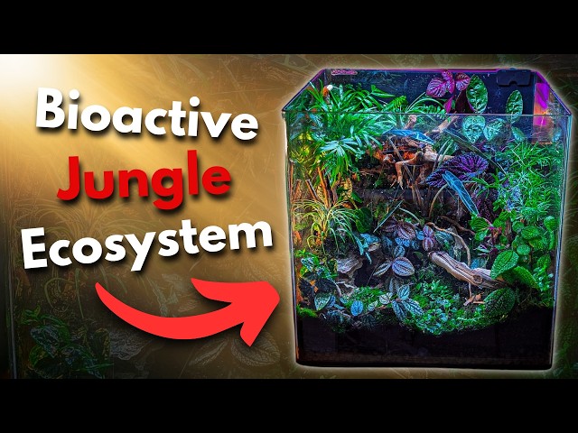 100 Day Jungle Ecosystem Build!