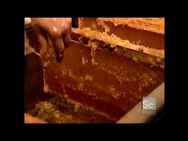 How It's Actually Made - Honey