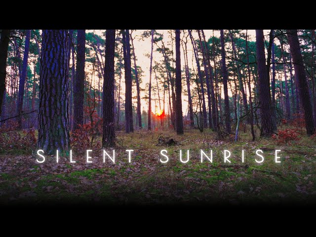 Silent Sunrise in the Forest – Pure Morning Serenity