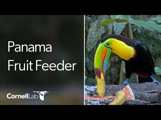 Panama Fruit Feeder Cam at Canopy Lodge | Cornell Lab