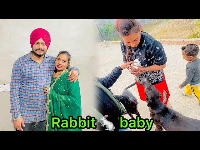 Preet ਨੇ ਕੀਤਾ ਖਰਗੋਸ਼ ਨਾਲ ਬਹੁਤ ਪਿਆਰ | Dog ਨੂੰ ਆਇਆ ਗੂਸਾ || Family Vlog