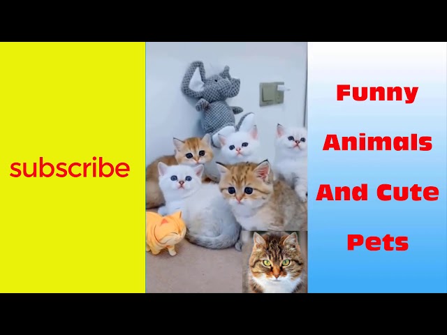 Funny Animals And Cute Pets 10