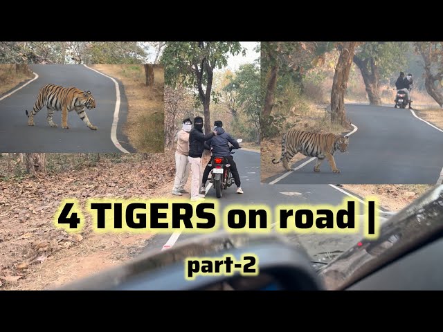 🐯 4 tigers on road !!! PARt-2 |