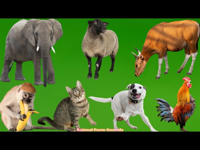 Unique Animal Sounds: Elephant, Cow, Sheep, Dog, Cat, Monkey, Chicken, Rabbit - Animal Videos