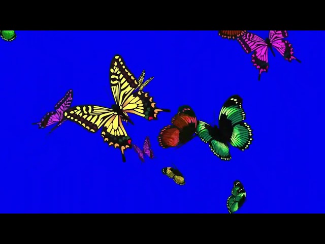 Colorful Butterflies Flying in all directions - Butterfly Green Screen Pack