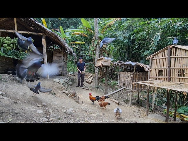 Raising birds, raising chickens, raising wild boars, Survival Instinct, Wilderness Alone (ep113)