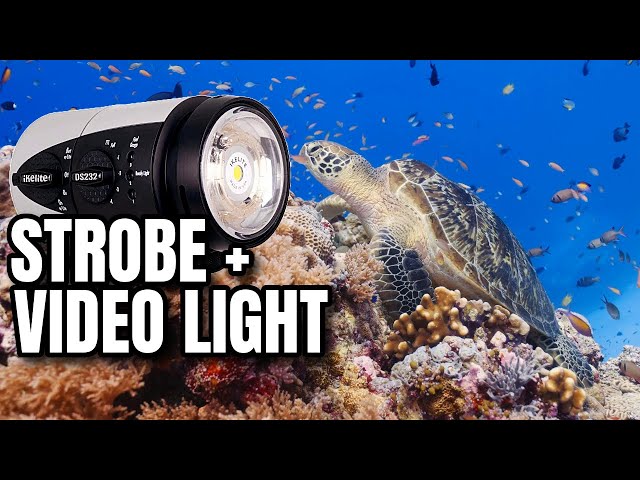 DS232 Strobe + Video Light Hybrid Flash Underwater in the Philippines