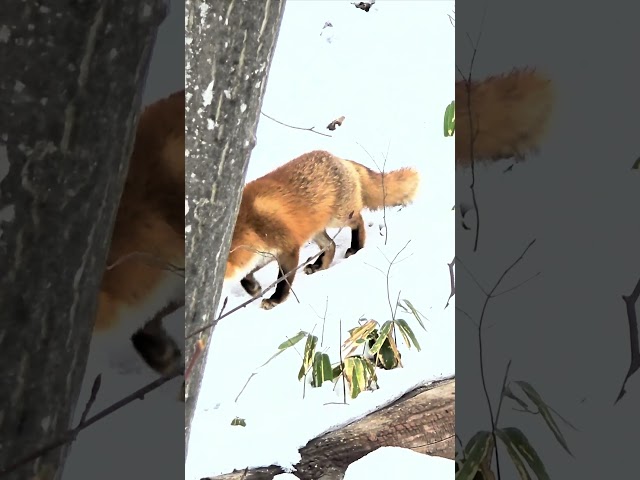 The Fox Confounded by Unfound Prey #hokkaido #japan #animals