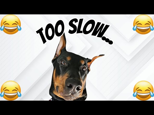 Doberman decides to play keep away