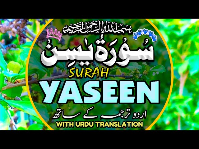 Surah Yaseen,Ar-Rahman Surah Al-Mulk & Surah Al Waqiah | Peaceful Quran Recitation | Episode 111