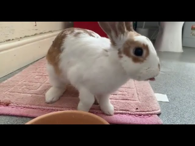 Young Rabbit Asmr Drinking Water