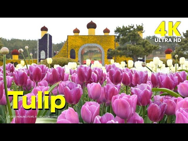 4K Beautiful Tulip in  Korea Flower Park (with Relaxing music)