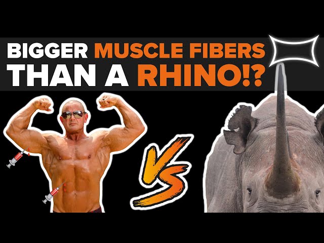 What STEROIDS Do To Your Muscle Fibers | STEROID USER HAS Muscle Fibers Tested Ft. Dr. Andy Galpin