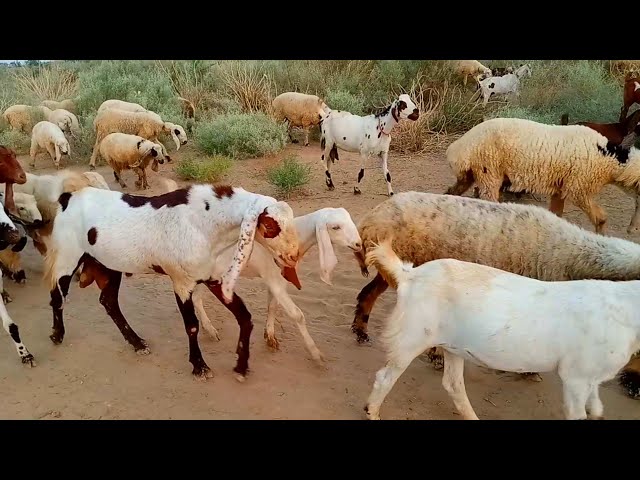 Goats and goats with meeting with sheeps and sheep