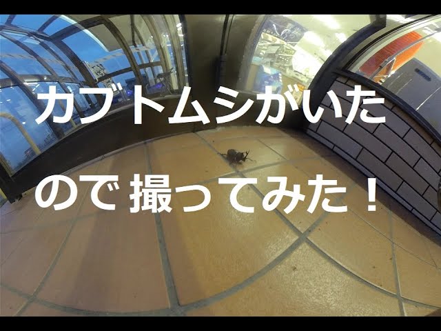 カブトムシがいたので撮ってみた！There was a beetle, so I took a picture! 　180度3DVR　oculus go！