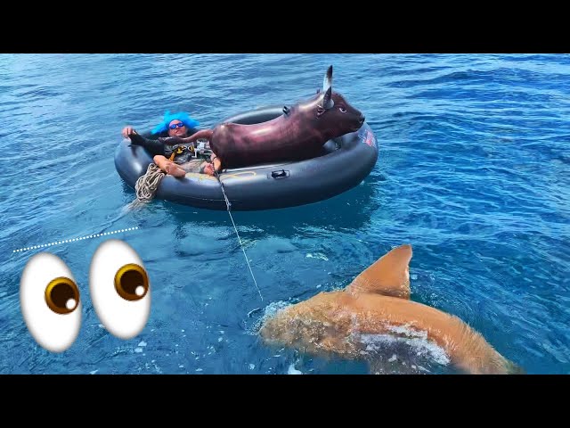 Strongest Men Vs Shark in InflataBull (Catching Big Shark in a Blow Up Toy Float)