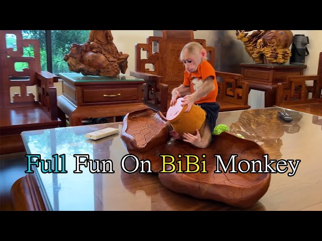 Bibi Monkey #Live BiBi monkey  Playing a Home Full Fun By #bibimonkey #viral #trending