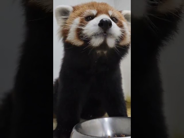 새식구 레서판다 레아 심쿵 모먼트 요약 Red Panda