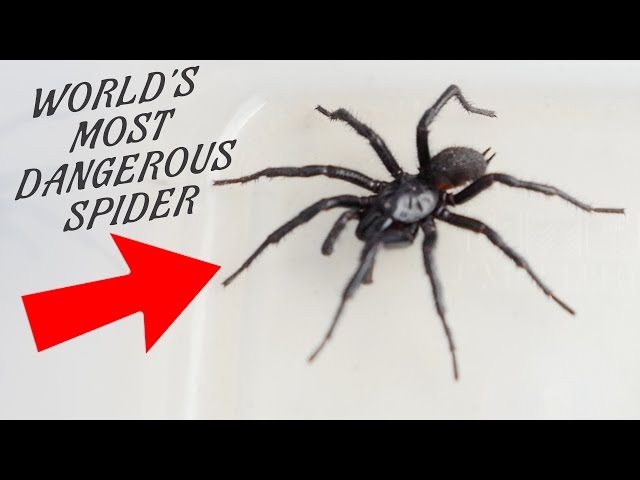 WORLD'S MOST DANGEROUS SPIDER IN MY KITCHEN!!! Ann Reardon