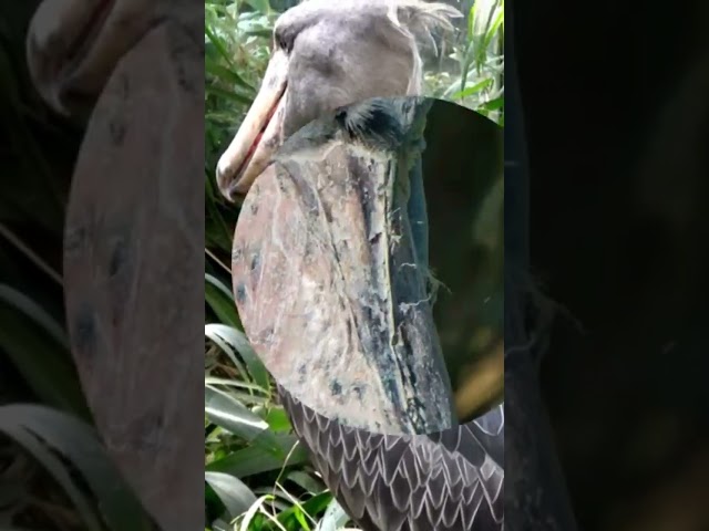 Shoebill Stork: The Stealthy Giant of the Swamps | Unbelievable Animal Shorts