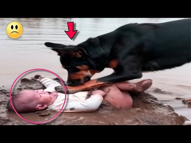 Everyone was shocked by what this dog did to the child..