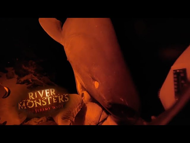 Pig Is EATEN By A 6-Gill Shark | SHARK | River Monsters