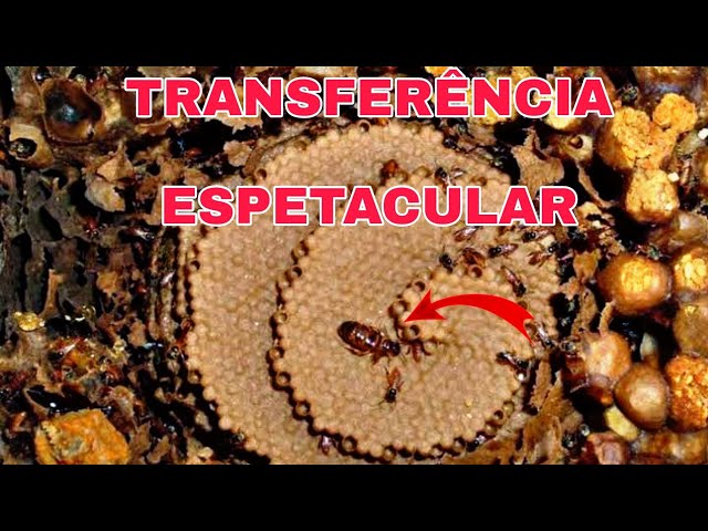 TRANSFERÊNCIA ESPETACULAR de Abelha Jatai (tetragonisca Angustula)