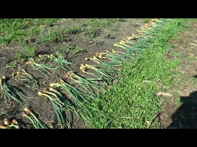 Harvesting potato onions from the Manitowoc Community Garden bed I rented