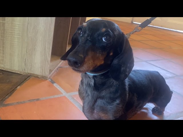 MINI DACHSHUND KNOWS HOW TO MAKE HIMSELF UNDERSTOOD