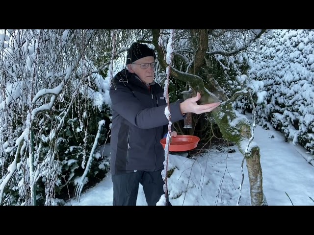 Hand feeding garden birds