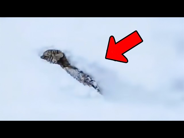 Man rescues tiger cub frozen in snow. Months later he discovers something strange