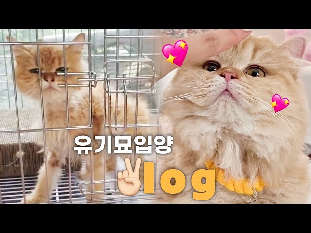 eng)묘생역전! 유기묘 입양 후 놀라운 변화... 🐈ㅣ고양이 입양 브이로그, 입양 지원금, 입양 비용ㅣ하영필름