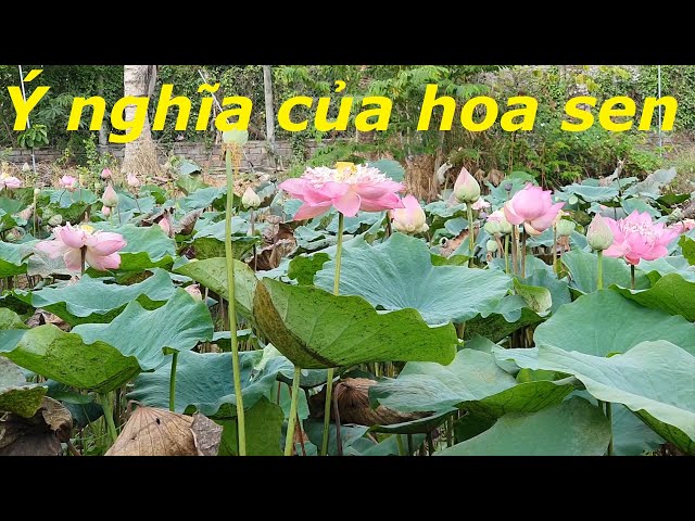 Ý NGHĨA HOA SEN TRONG ĐỜI SỐNG