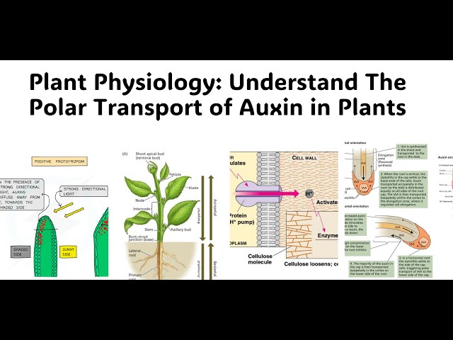 Plant Physiology:  Roles  and Responses of Auxin In Plants