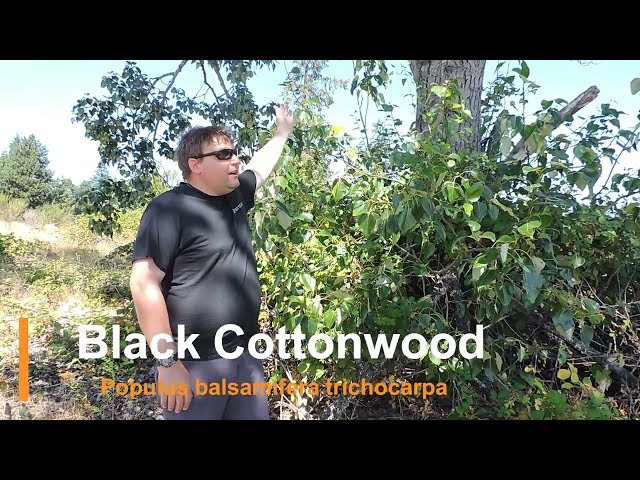 Plant Speed Dating - Black Cottonwood (Populus balsamifera trichocarpa)