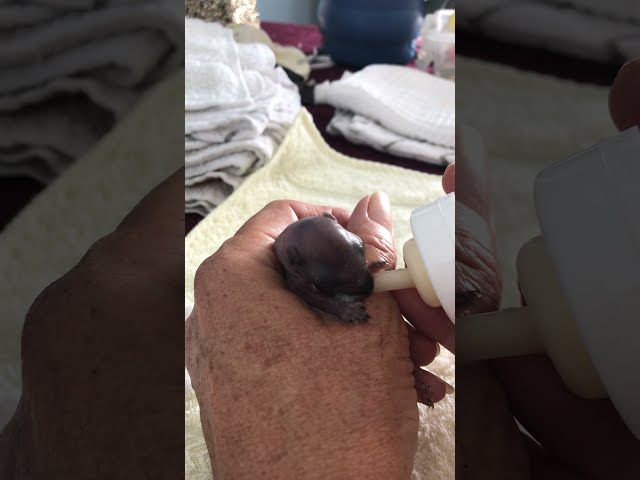 Rescued baby squirrel drinking it’s bottle .