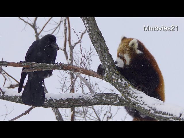 Red panda were attacked by crow~レッサーパンダ危機一髪