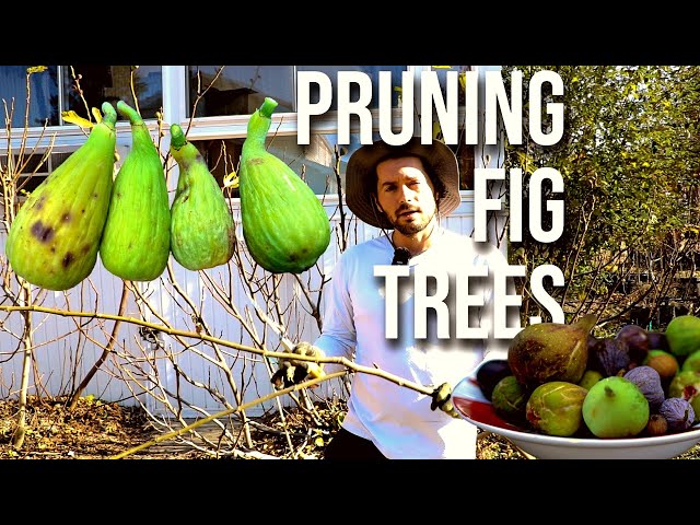 How to Prune OVERGROWN & TALL Fig Trees