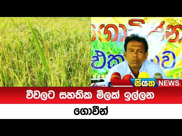 වීවලට සහතික මිලක් ඉල්ලන ගොවීන්  | Siyatha News